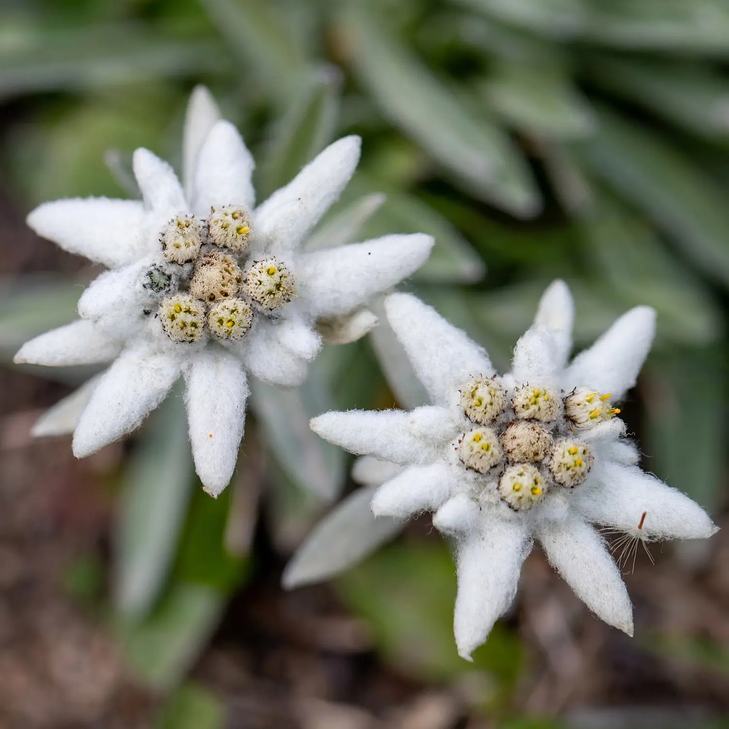 stelle alpine fiori - Quanto costa una stella alpina