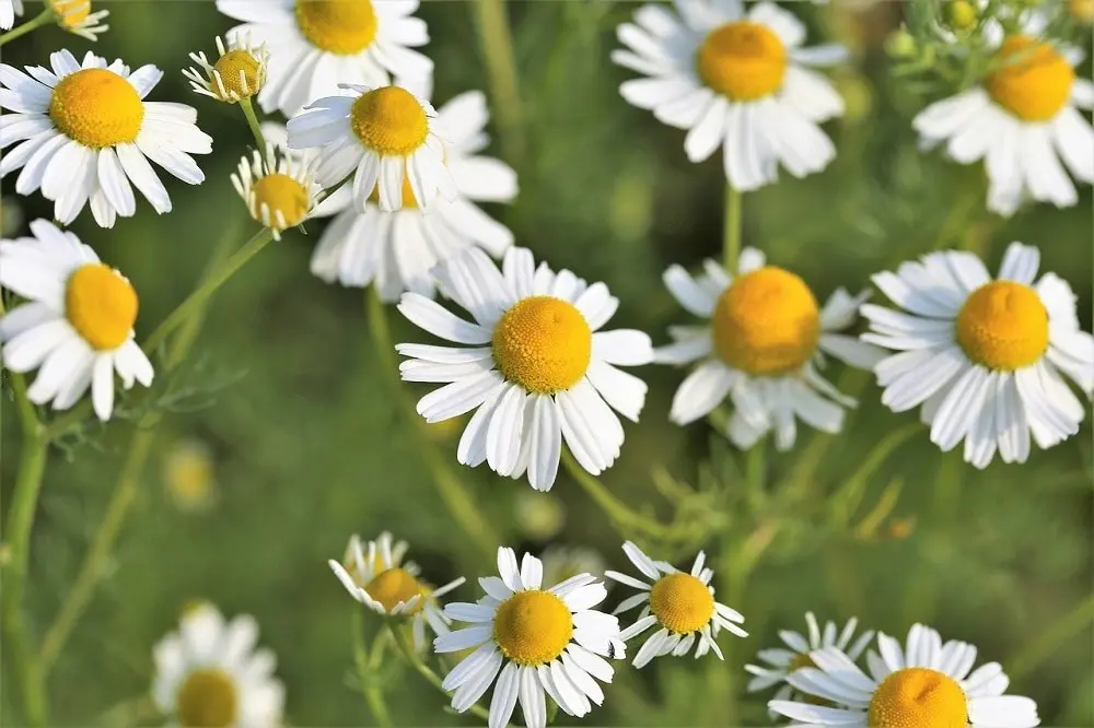 fiori di camomilla freschi - Quanto costano i fiori di camomilla