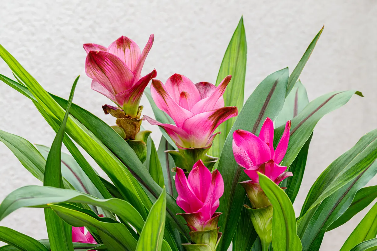 Fiori di Curcuma: significato e prezzi - Quanto costano i fiori di curcuma fiori di curcuma significato - Quanto costano i fiori di curcuma