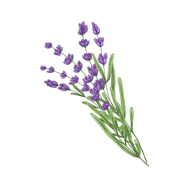 Fiori di lavanda disegni: un tocco di bellezza naturale per la tua casa - Quanto costano i fiori di lavanda fiori di lavanda disegni - Quanto costano i fiori di lavanda