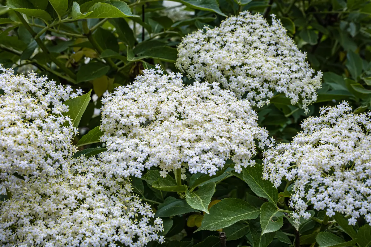 Fiori di Sambuco: Dove si trovano e quanto costano? - Quanto costano i fiori di sambuco fiori di sambuco dove si trovano - Quanto costano i fiori di sambuco