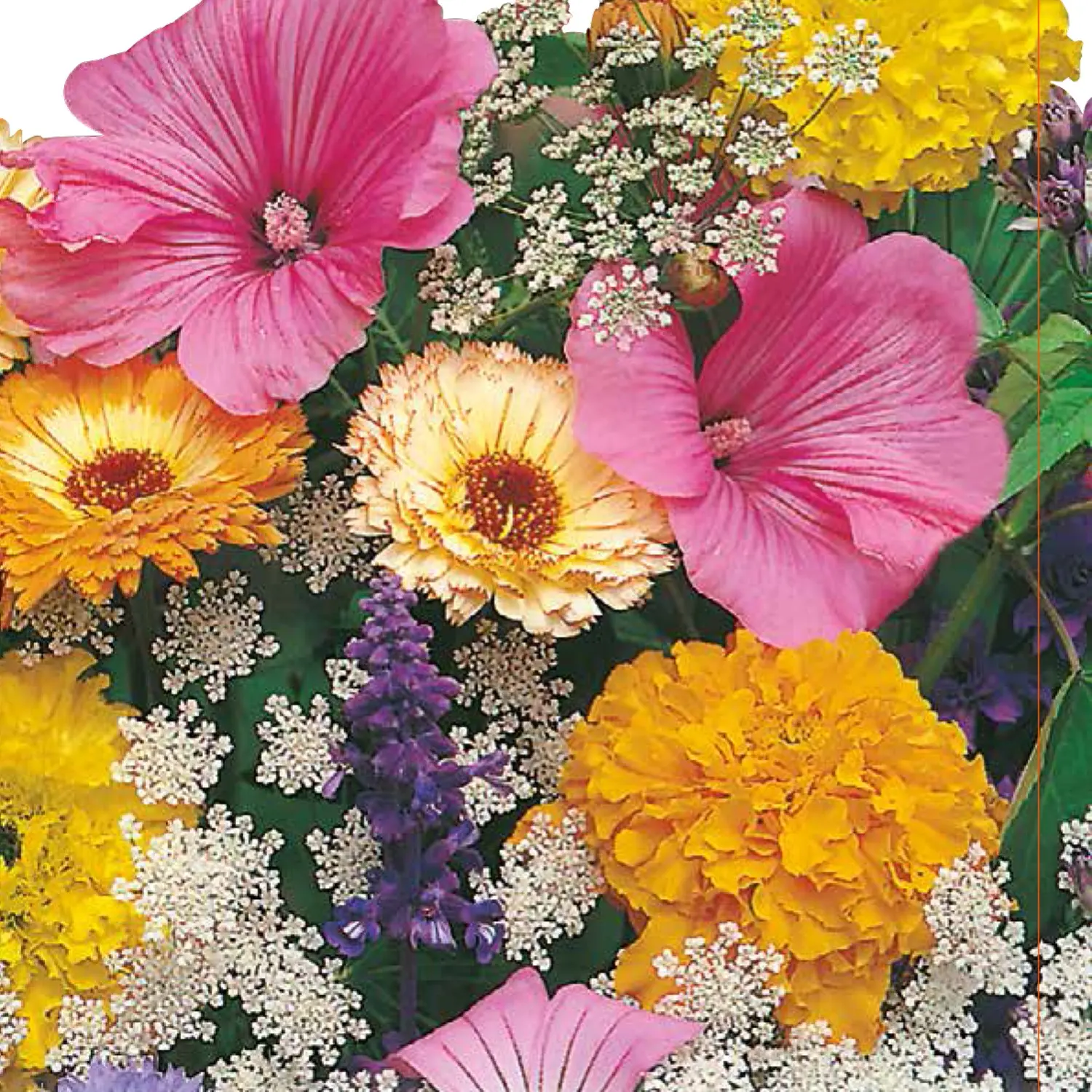 sementi di fiori - Quanto costano i semi dei fiori