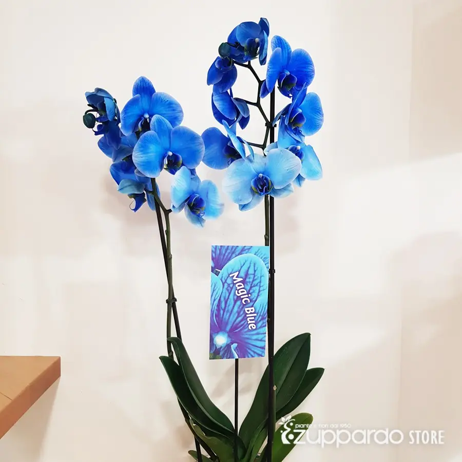 Fiore orchidea blu: un colore insolito e afmaravilloso - Quanto costano le orchidee blu fiore orchidea blu - Quanto costano le orchidee blu