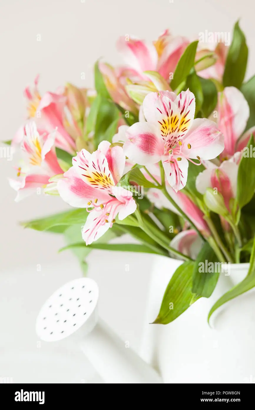 fiore rosa e bianco - Quanto costano le rose bianche