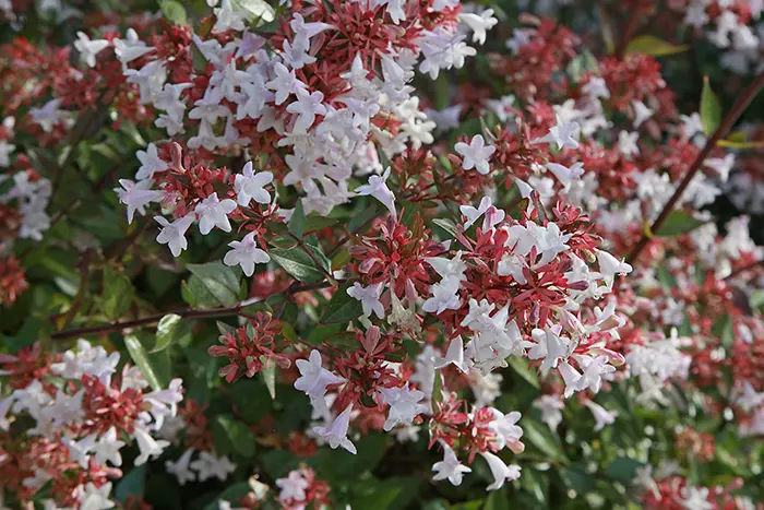 abelia fiore - Quanto cresce l Abelia