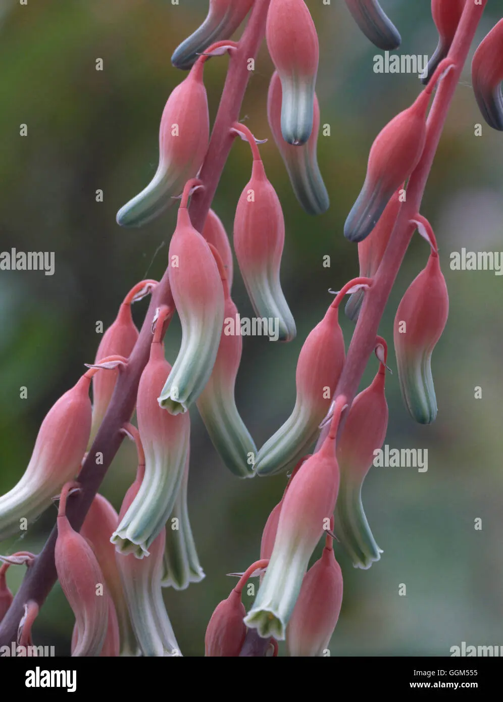 Gasteria fiore: tutto quello che devi sapere sulla pianta - Quanto cresce la gasteria gasteria fiore - Quanto cresce la gasteria