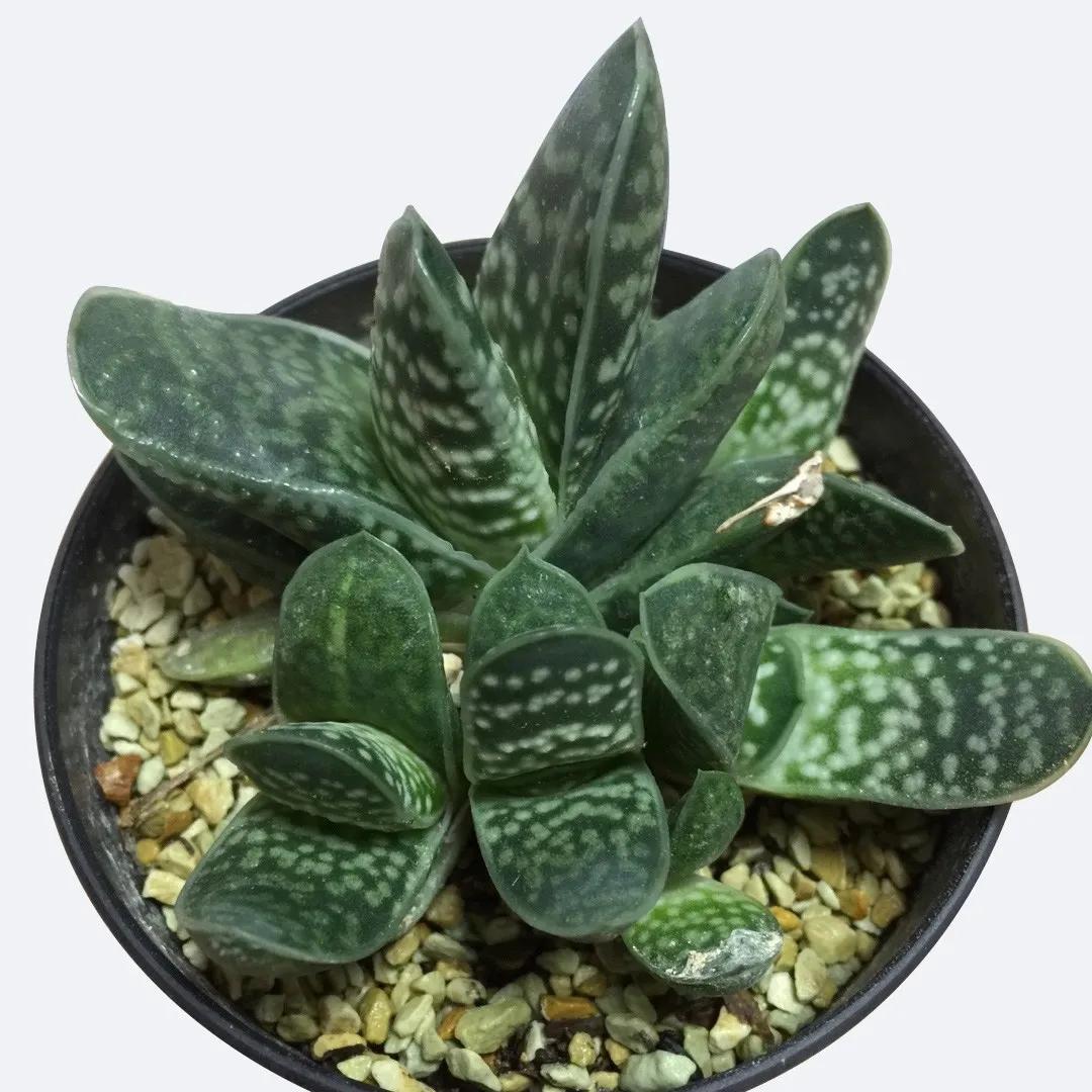 Gasteria fiore: coltivazione, caratteristiche e cura