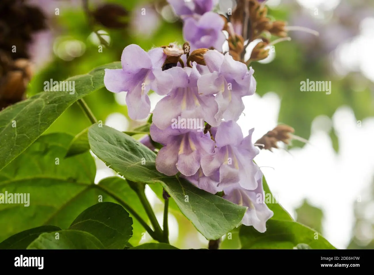 catalpa fiori viola - Quanto cresce una catalpa