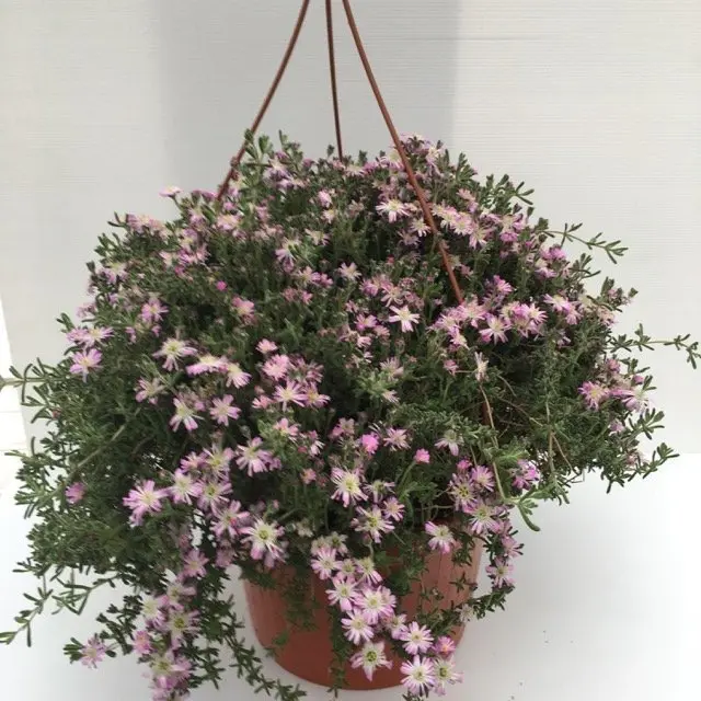 Barba di Giove senza fiori: come farla riprendere - Quanto dura fioritura Barba di Giove barba di giove senza fiori - Quanto dura fioritura Barba di Giove