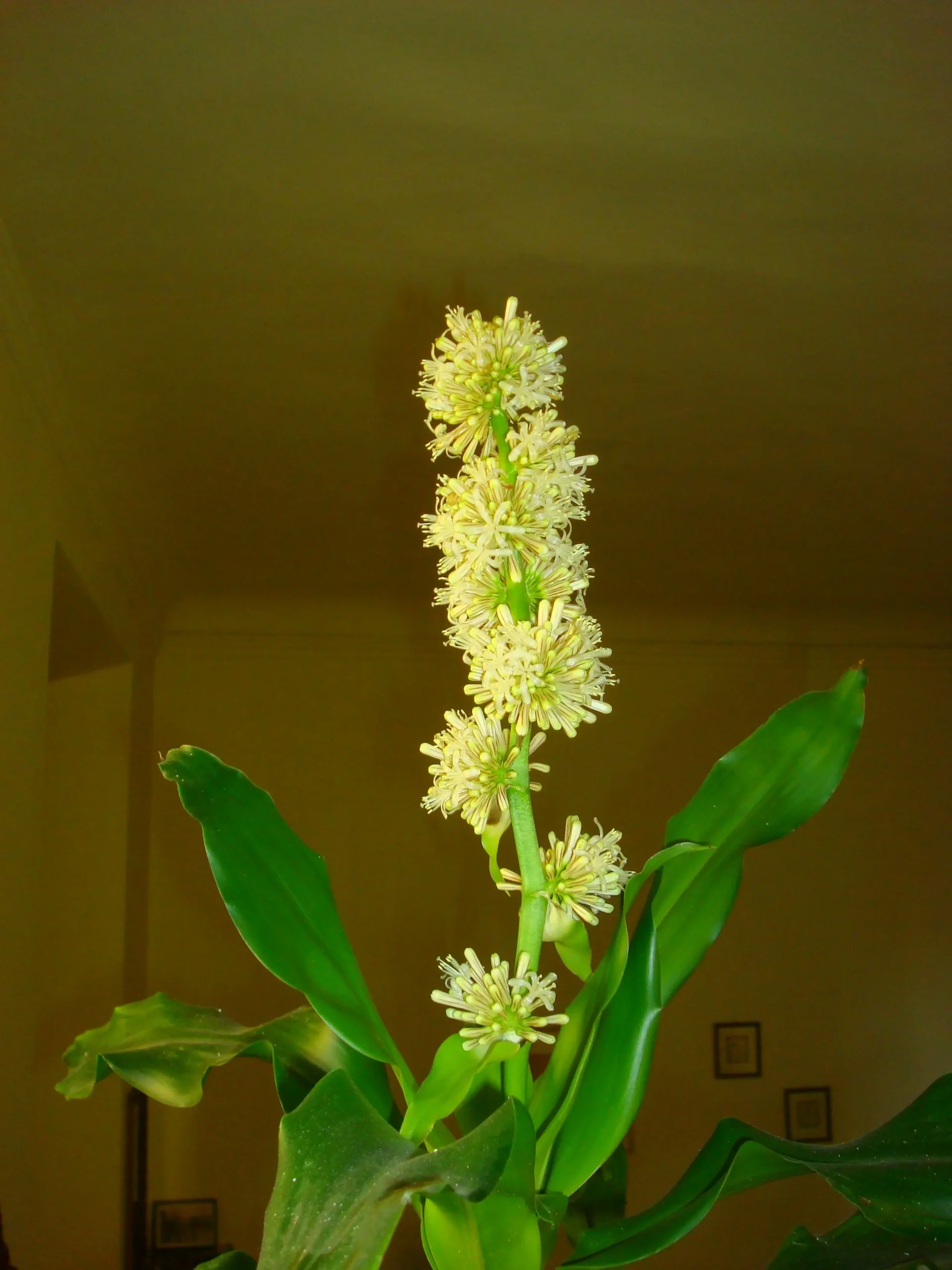 Dracena Fiore: Una Pianta Sorprendente con Fiori Profumati - Quanto dura il fiore della dracena dracena fiore - Quanto dura il fiore della dracena