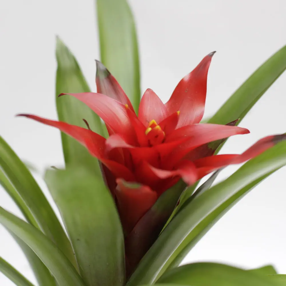 Fiore Guzmania: Un tocco di stile e eleganza tropicale - Quanto dura il fiore della Guzmania fiore guzmania - Quanto dura il fiore della Guzmania