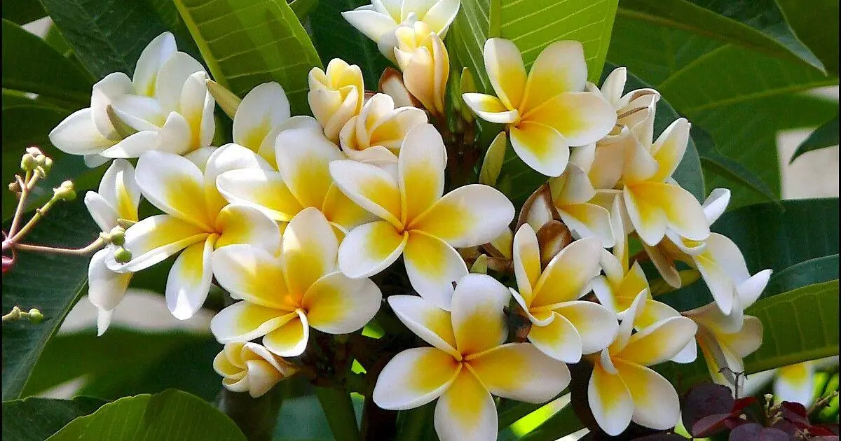 Quanto dura il fiore della Plumeria? - Quanto dura il fiore della Plumeria plumeria fiore - Quanto dura il fiore della Plumeria