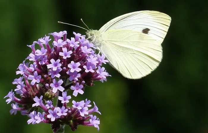 verbena fiore - Quanto dura il fiore della verbena
