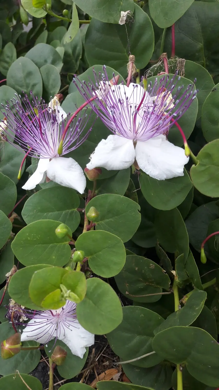 Il significato del fiore di cappero: un simbolo di passione e amore - Quanto dura il fiore di cappero fiore di cappero significato - Quanto dura il fiore di cappero