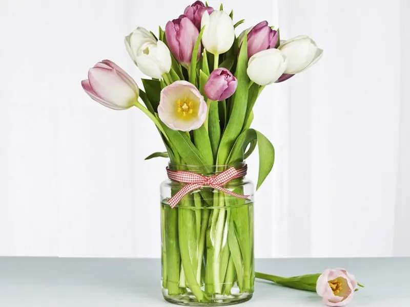 tulipano fiori - Quanto dura il fiore di un tulipano