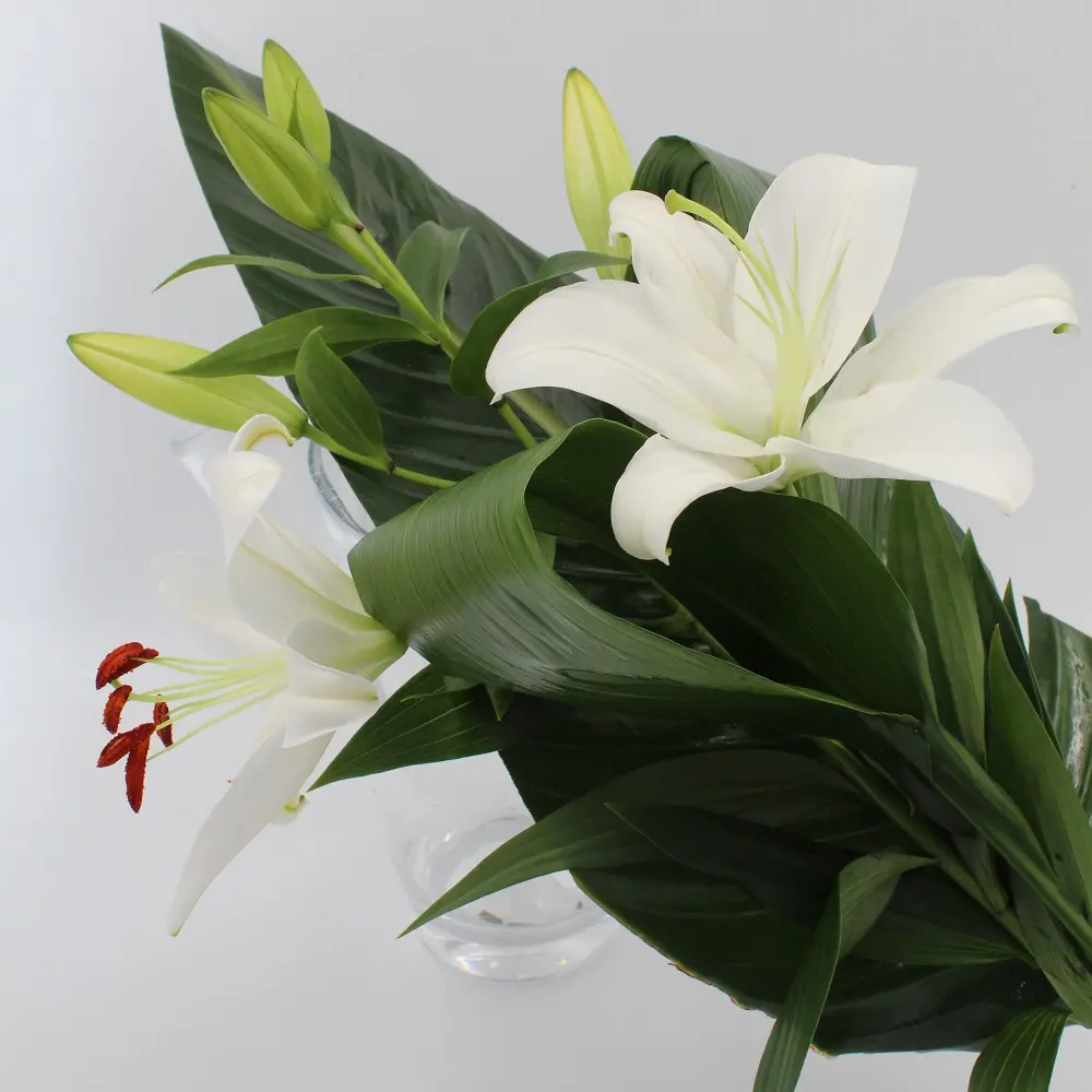 Casablanca Fiore - Un tocco di luce e profumo - Quanto dura il fiore casablanca fiore - Quanto dura il fiore