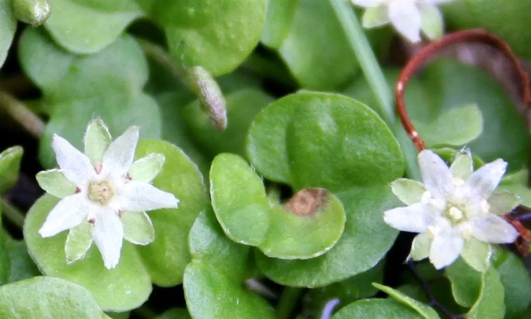 dichondra fiore - Quanto dura la Dicondra