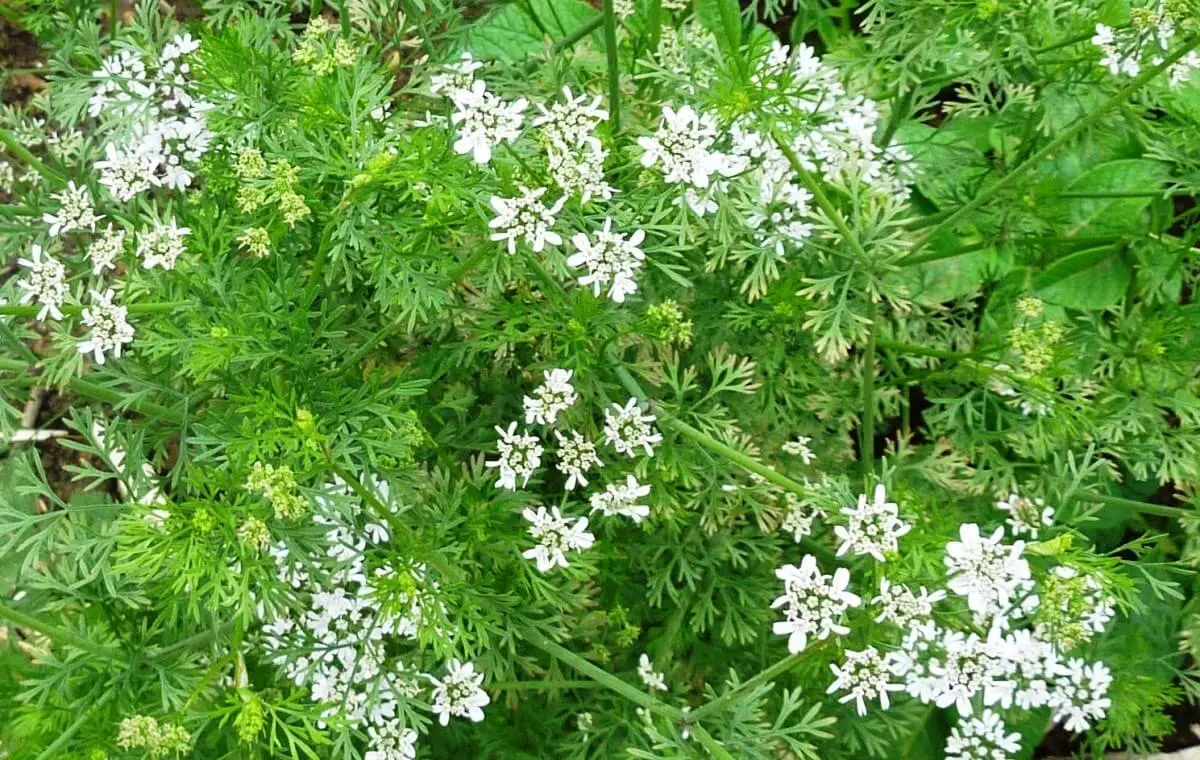 coriandolo fiore - Quanto dura la fioritura del coriandolo