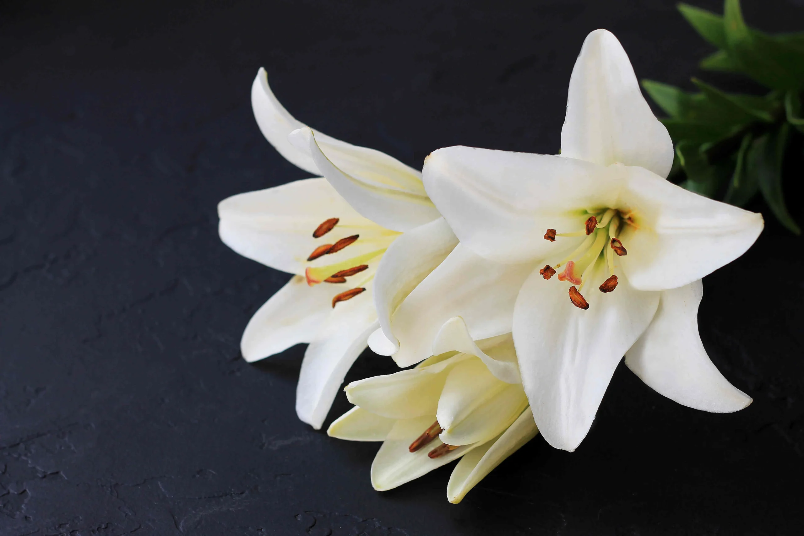 lilium fiore significato - Quanto dura la fioritura del Lilium