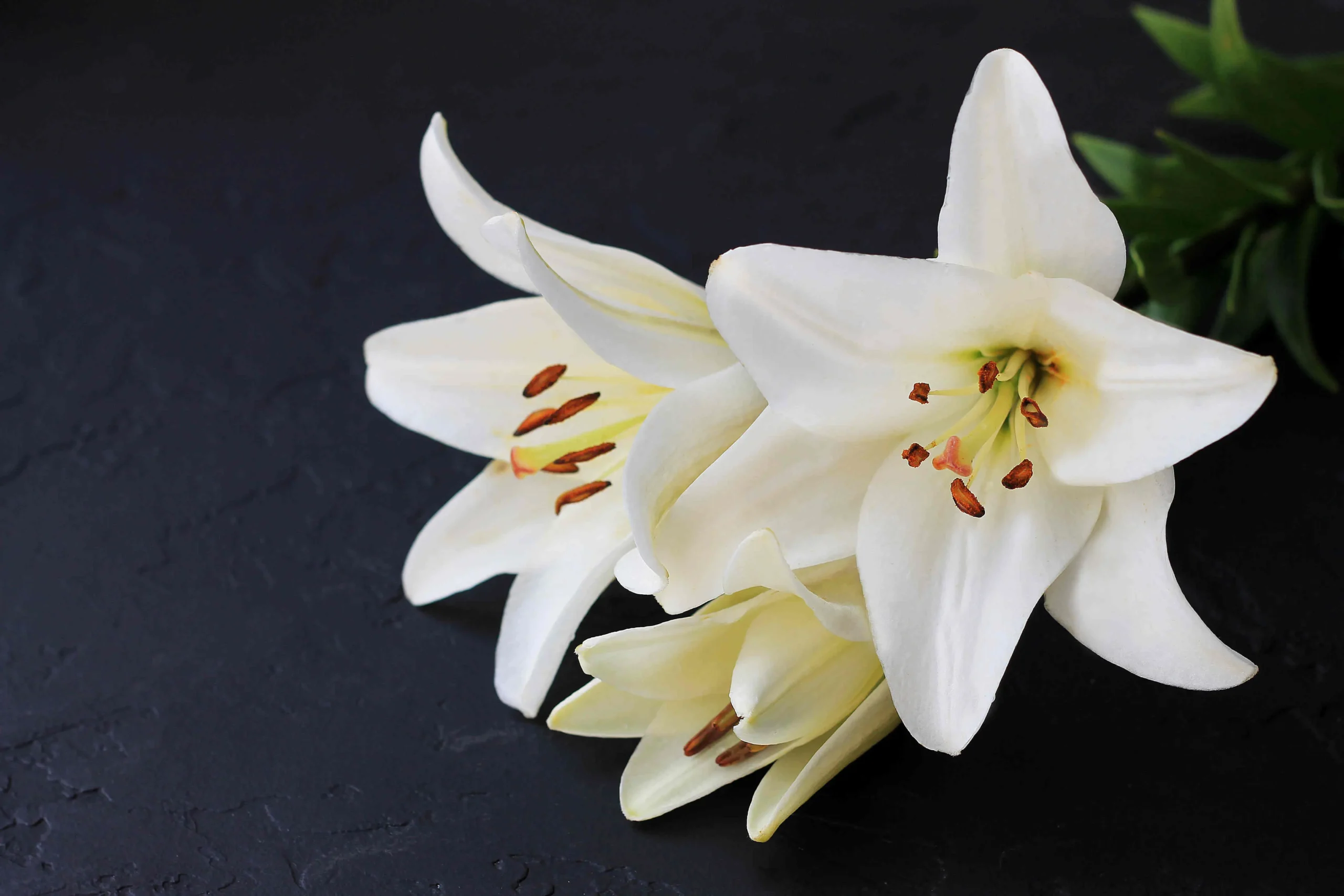 Lilium Fiore Significato: Tutto ciò che devi sapere sul significato dei fiori di Lilium - Quanto dura la fioritura del Lilium lilium fiore significato - Quanto dura la fioritura del Lilium