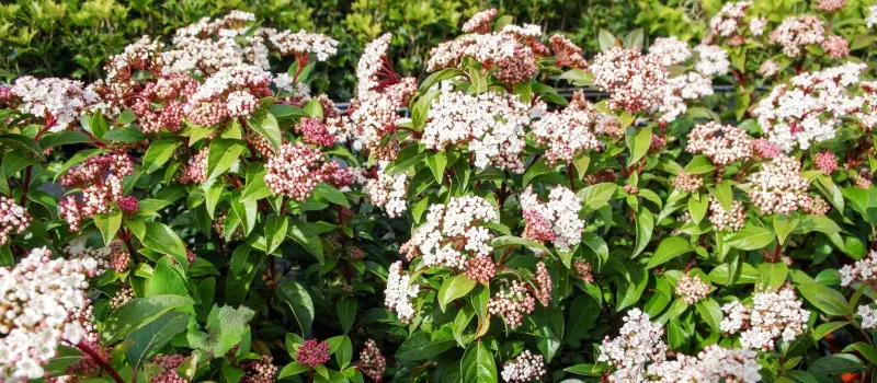 Viburno Lucido Fiori: Un Arbusto sempreverde dal Fogliame Lucente - Quanto dura la fioritura del viburno viburno lucido fiori - Quanto dura la fioritura del viburno
