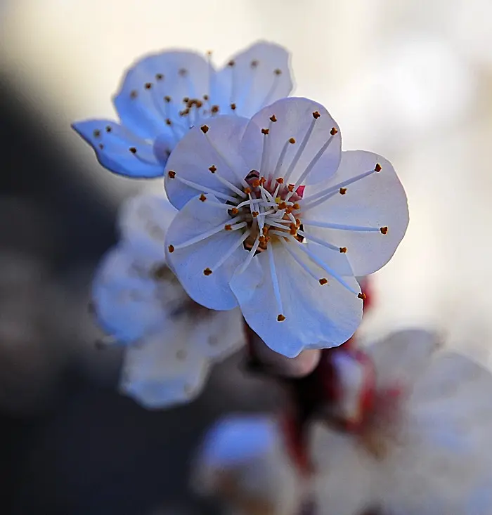 fiore albicocco - Quanto dura la fioritura dell albicocco