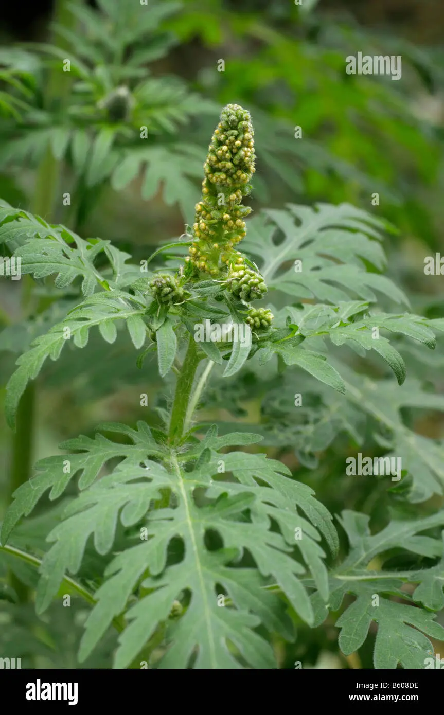 ambrosia fiore - Quanto dura la fioritura dell Ambrosia