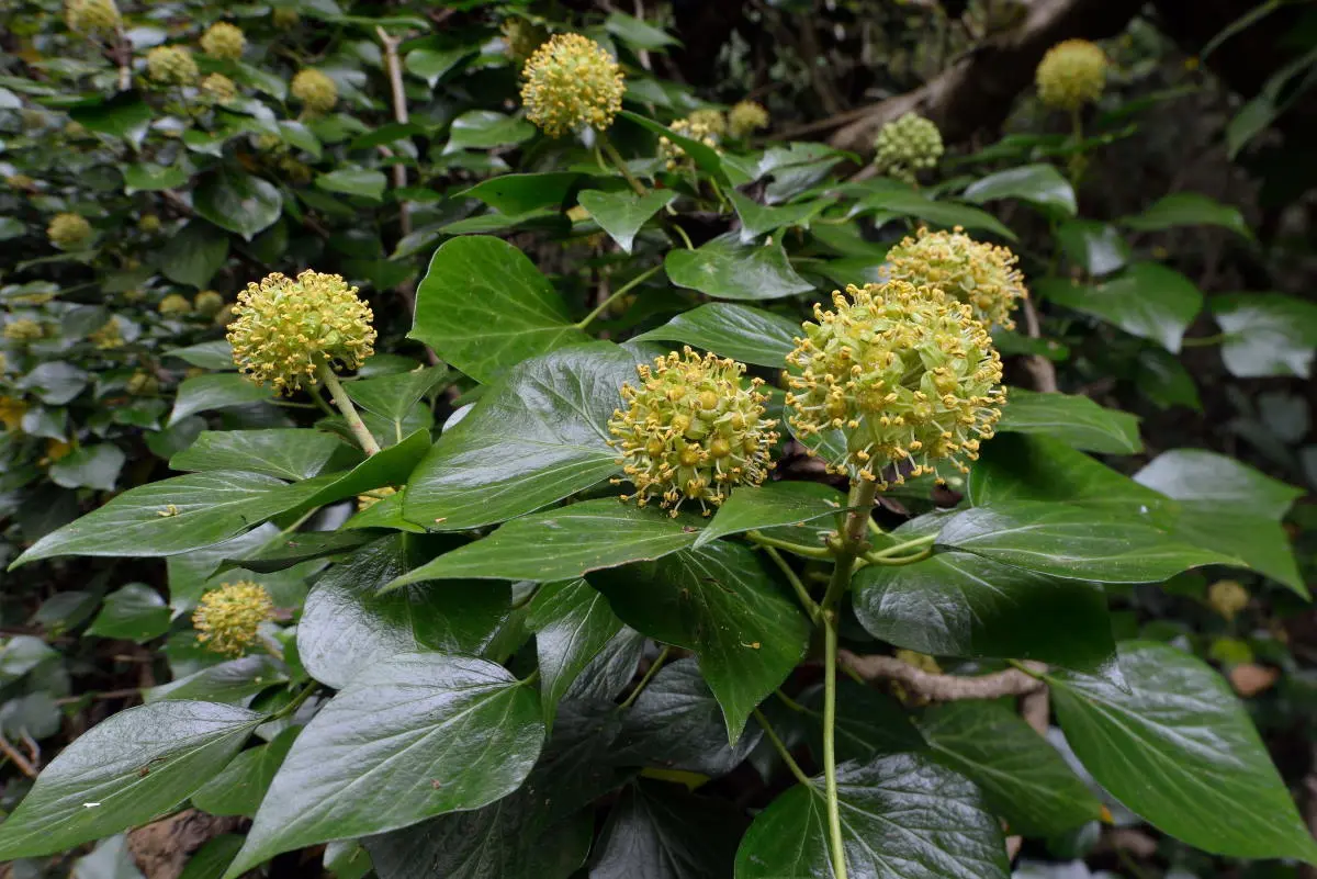 Edera Fiore: Fioritura, Fruttificazione e Velenosità - Quanto dura la fioritura dell'edera edera fiore - Quanto dura la fioritura dell'edera