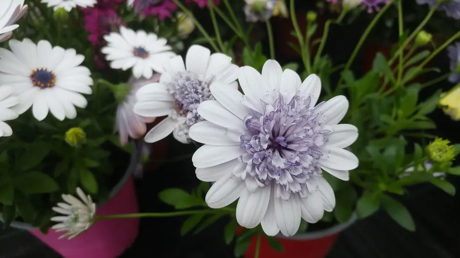 dimorfoteca fiore - Quanto dura la fioritura della Dimorfoteca