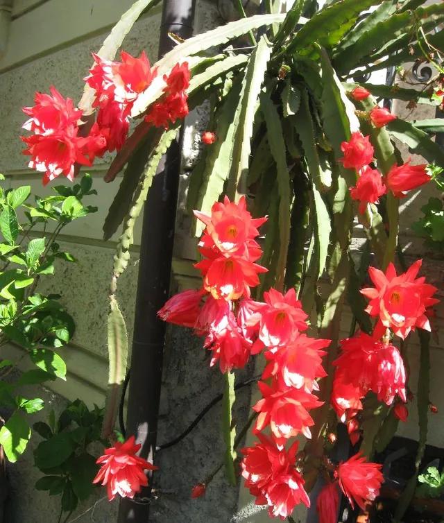 pianta grassa con fiori rossi - Quanto dura la fioritura della kalanchoe