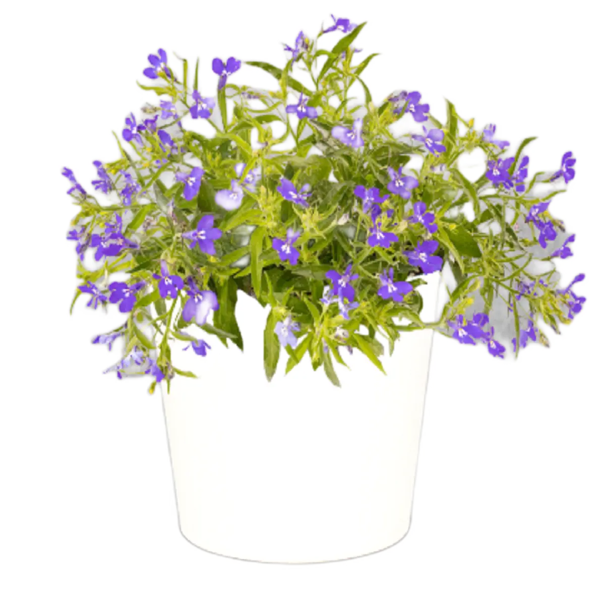 lobelia fiore - Quanto dura la fioritura della Lobelia