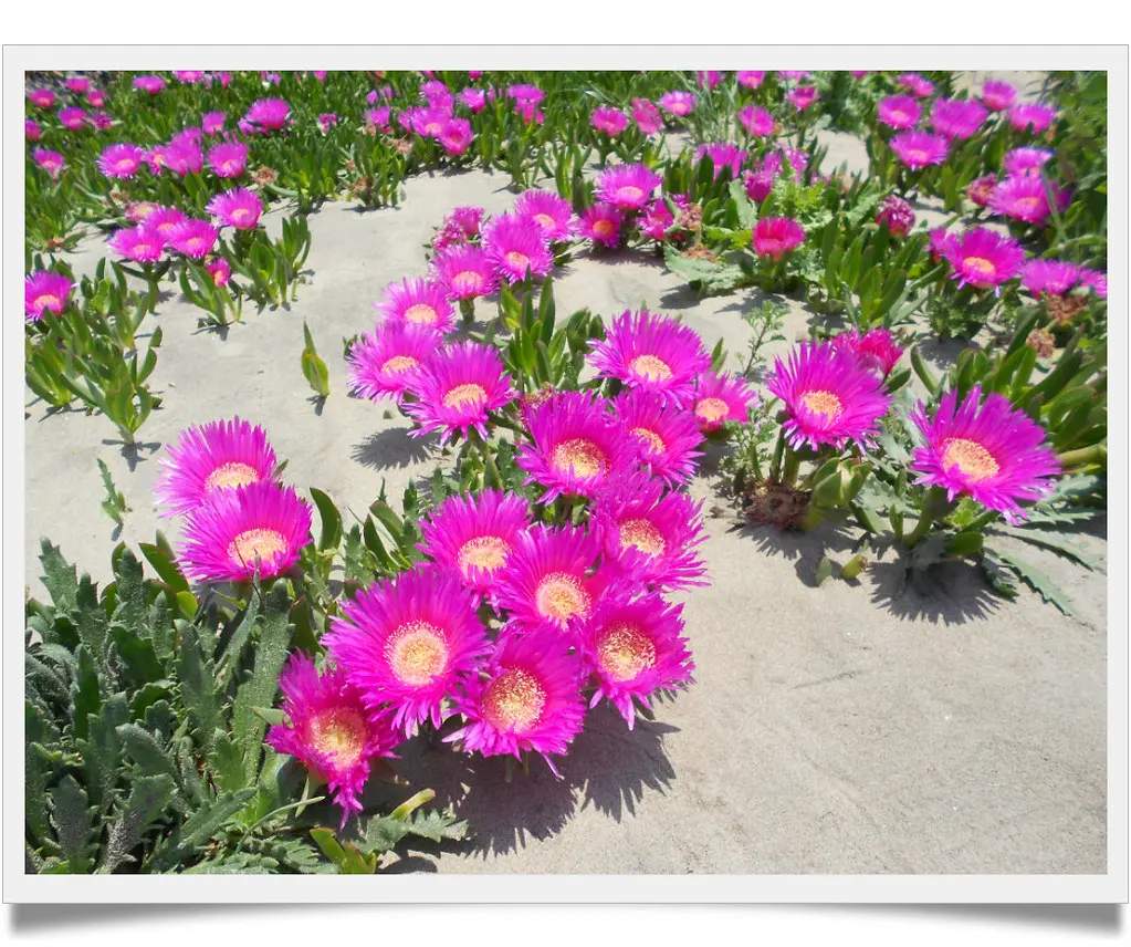fiori sulla - Quanto dura la fioritura della sulla