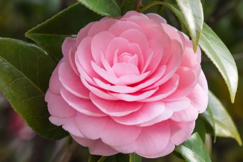 fiori di camelia - Quanto dura la fioritura delle camelie