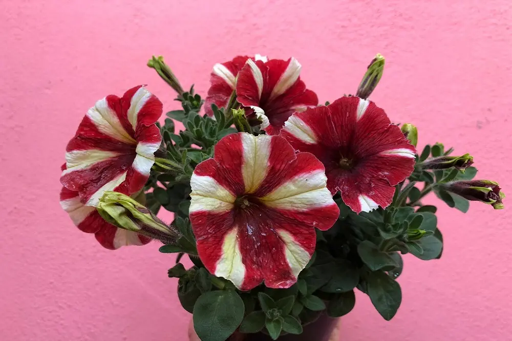 Le petunie fiori: colori vivaci per il tuo giardino - Quanto dura la fioritura delle petunie petunie fiori - Quanto dura la fioritura delle petunie
