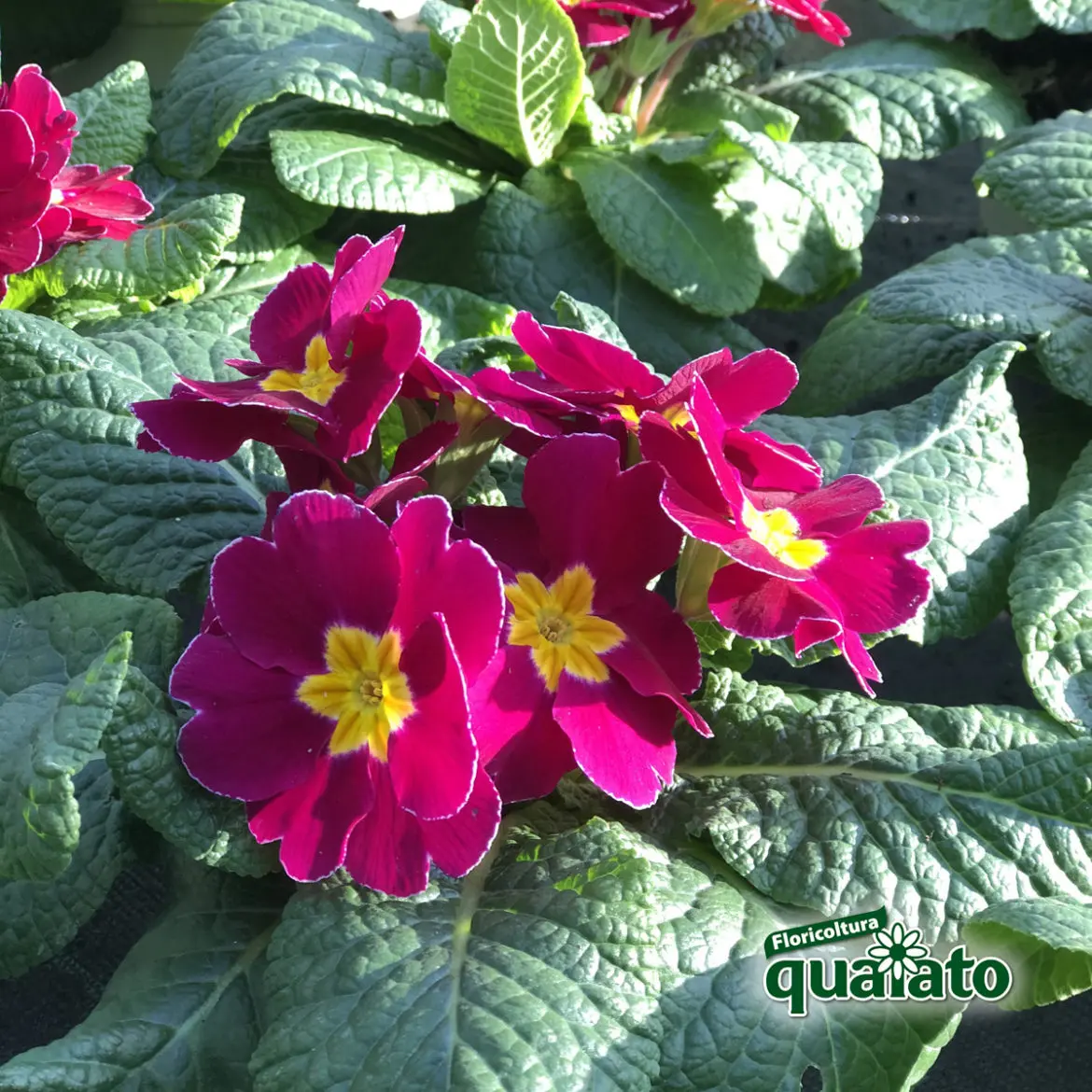 Primule fiori: cure e consigli per una fioritura duratura