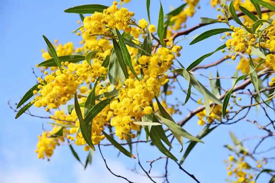 Quando fiorisce l'acacia: una guida completa - Quanto dura la fioritura di acacia quando fiorisce l acacia - Quanto dura la fioritura di acacia