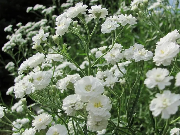 fiore della sposa - Quanto dura la Gipsofila