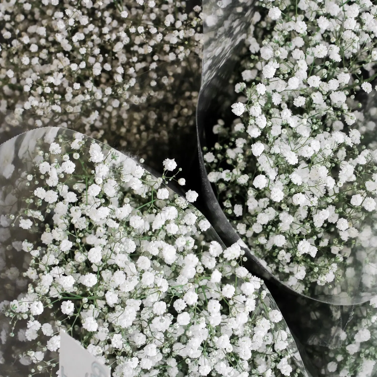 Fiore della sposa: tutto quello che devi sapere sulla gipsofila