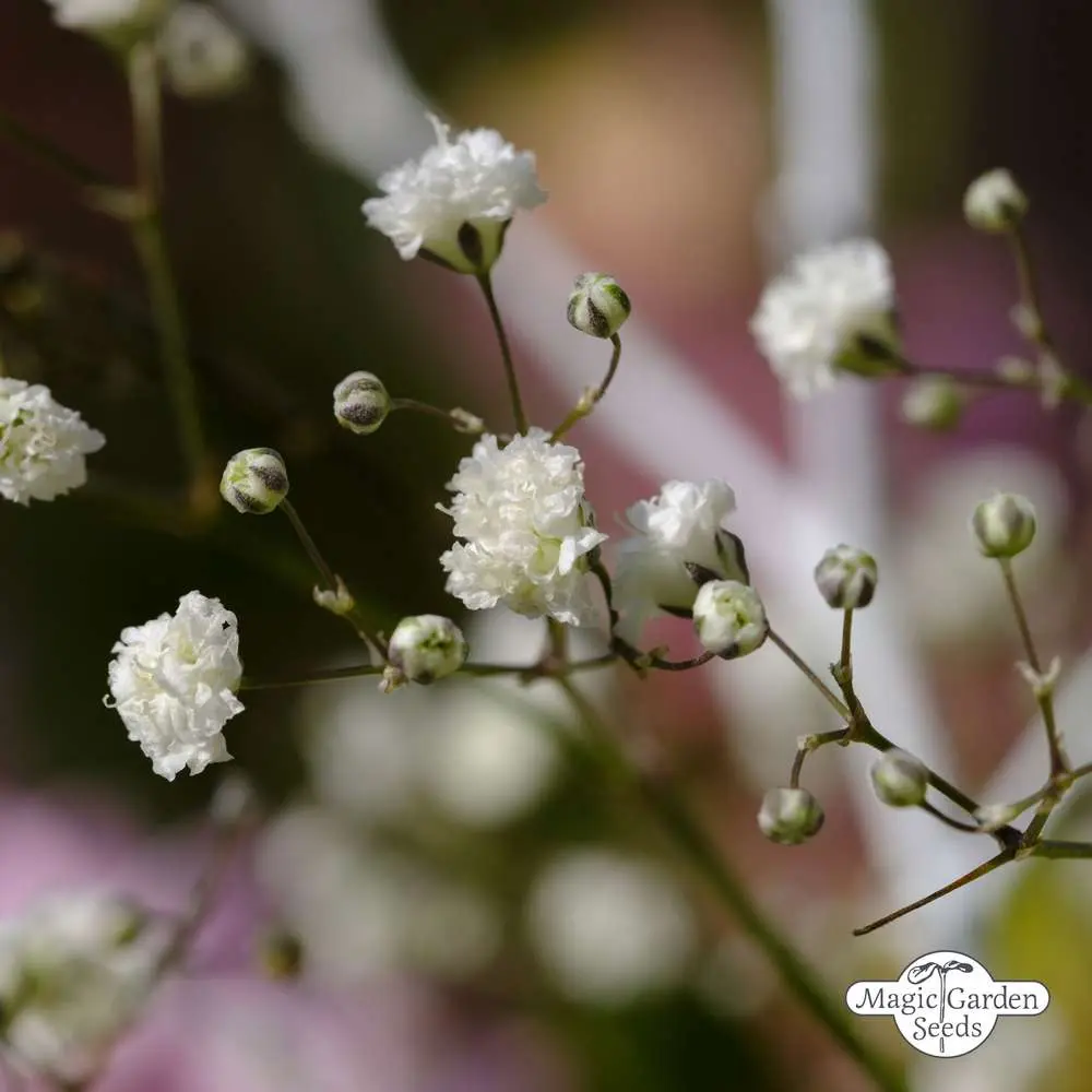 fiore della sposa pianta - Quanto dura la Gypsophila