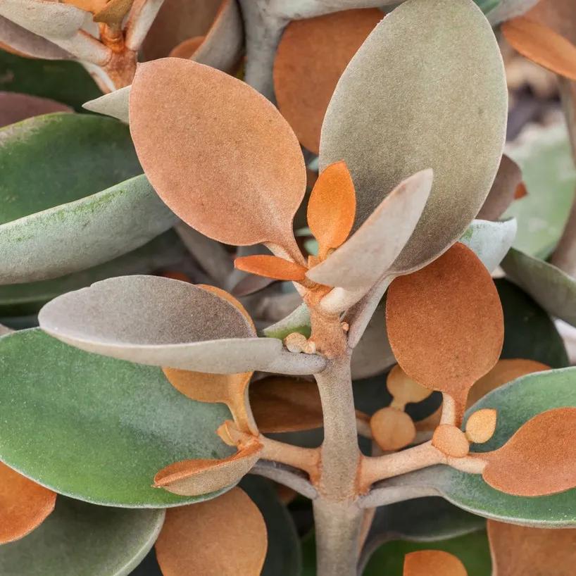 Fiore calancola: coltivazione e cura delle piante di kalanchoe