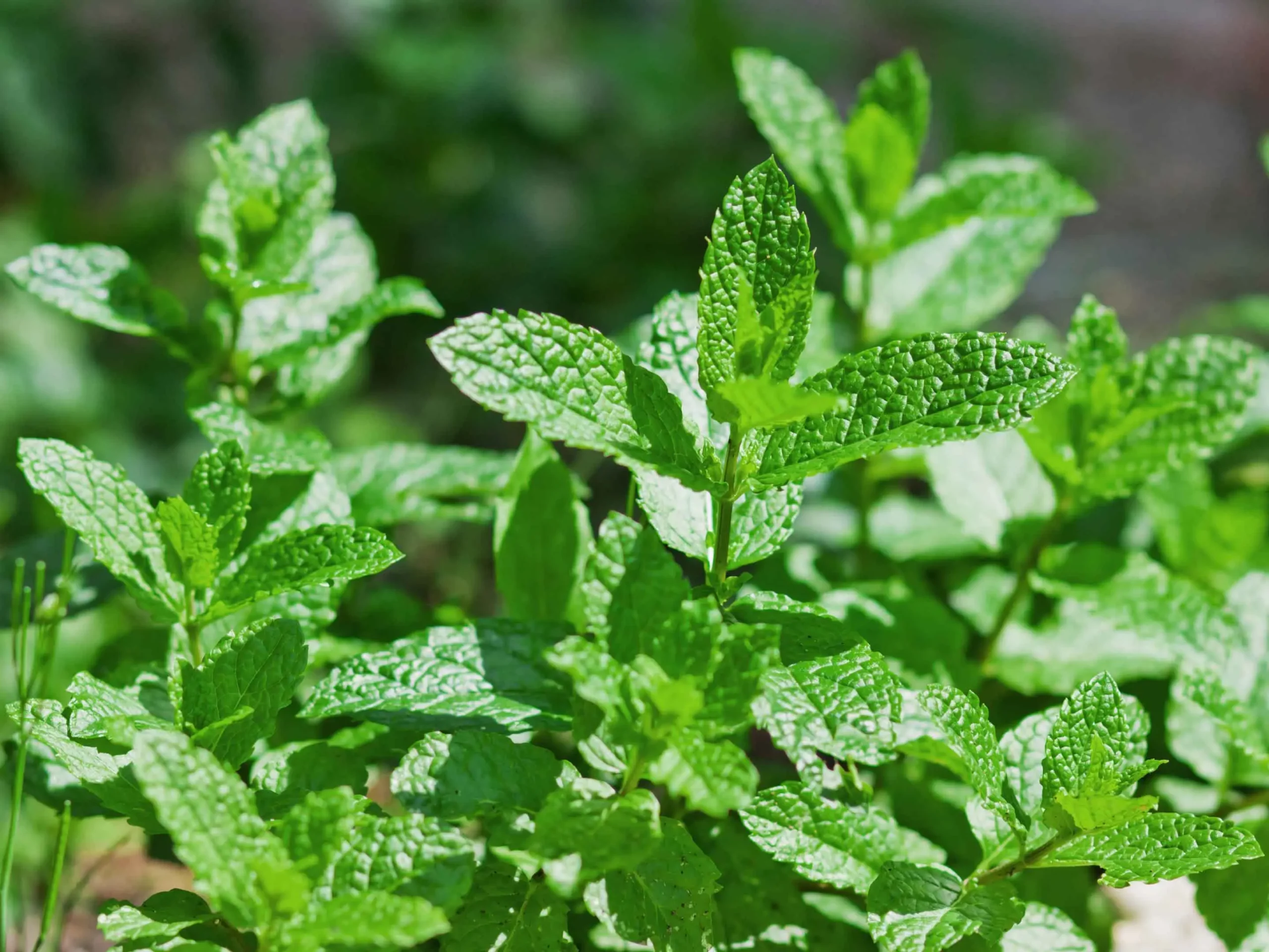 fiore menta - Quanto dura la pianta della menta