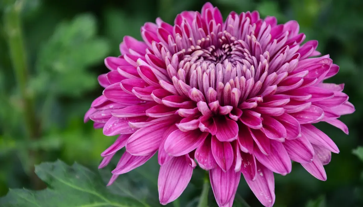fiori crisantemo - Quanto dura la pianta di crisantemo