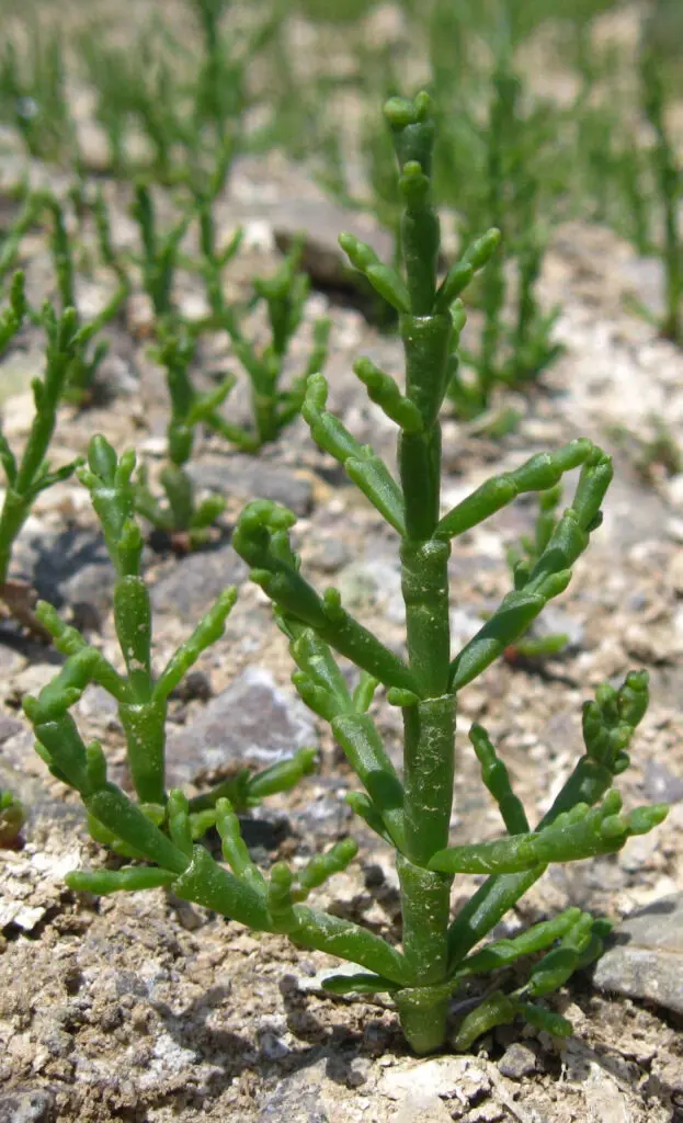 Salicornia fiore: una pianta erbacea ricca di benefici - Quanto dura la salicornia salicornia fiore - Quanto dura la salicornia