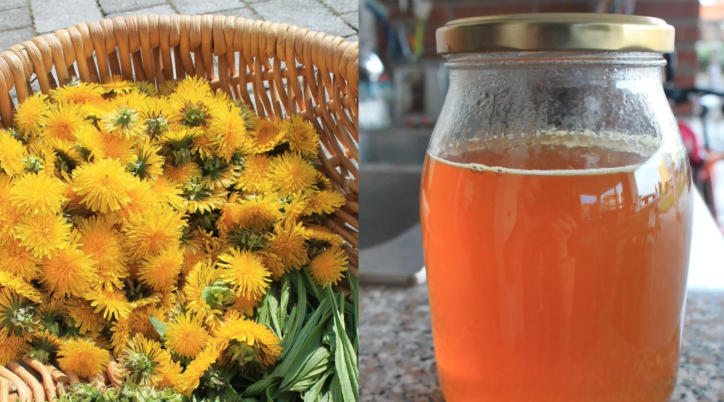 Sciroppo di Fiori di Tarassaco: Un Rimedio Naturale e Gustoso - Quanto dura lo sciroppo di tarassaco sciroppo di fiori di tarassaco - Quanto dura lo sciroppo di tarassaco