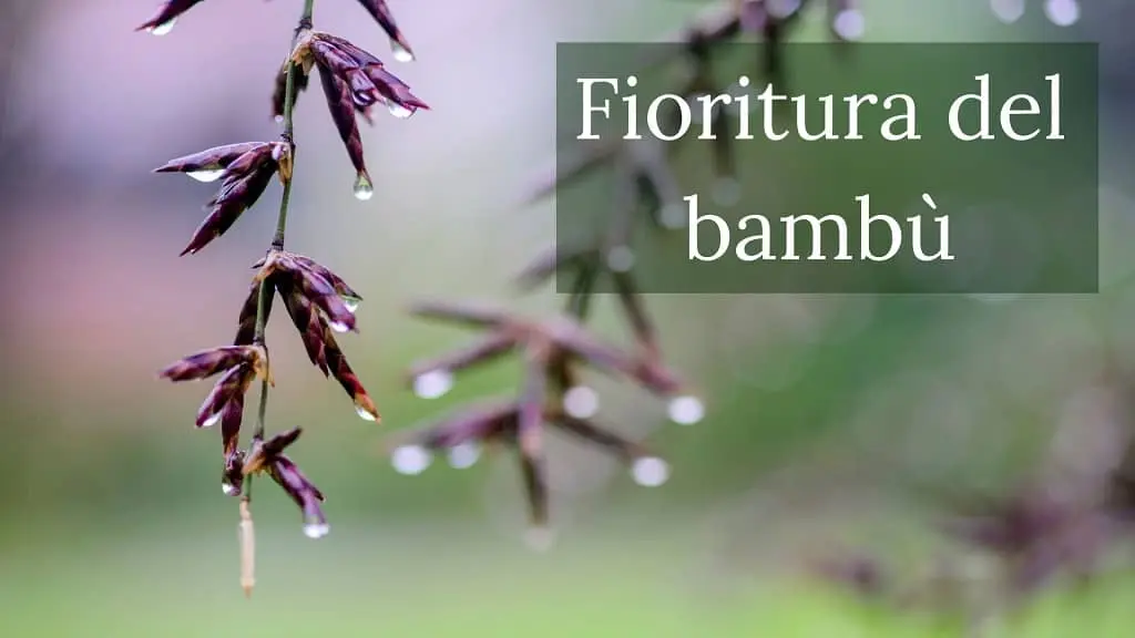Fiore Bambù: La pianta che dura nel tempo - Quanto dura una pianta di bambù fiore bambù - Quanto dura una pianta di bambù