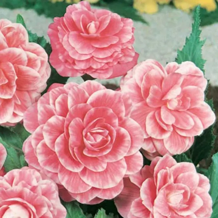 Begonia Fiore: La pianta perfetta per il tuo giardino - Quanto dura una pianta di begonia begonia fiore - Quanto dura una pianta di begonia