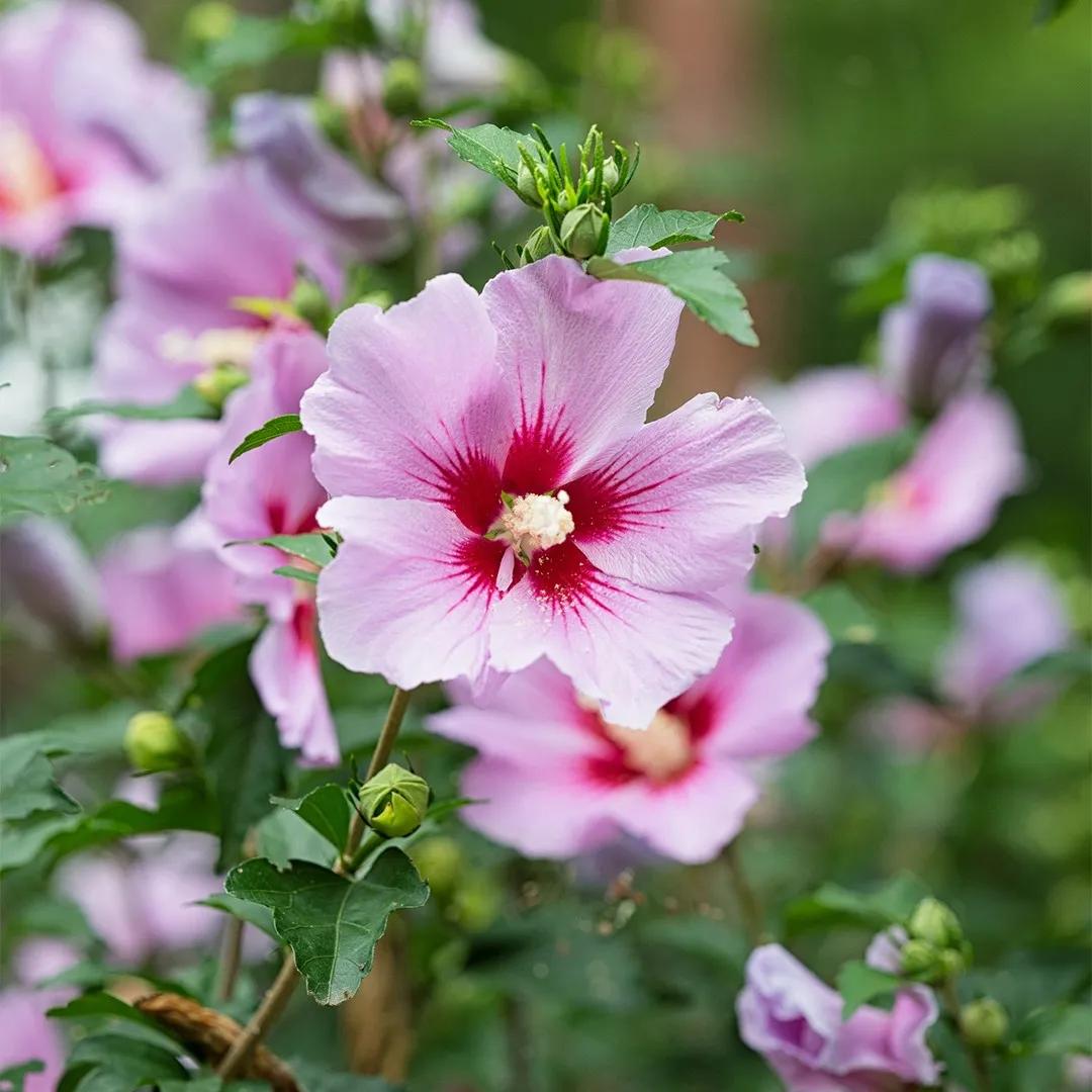 Hibiscus fiore doppio vendita: una pianta dai fiori magnifici e sensuali - Quanto dura una pianta di Hibiscus hibiscus fiore doppio vendita - Quanto dura una pianta di Hibiscus