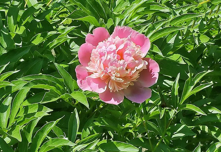 peonia quando fiorisce - Quanto dura una pianta di peonia