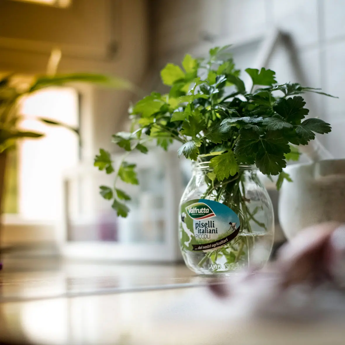 Coltivazione e cura del prezzemolo fiore: guida completa