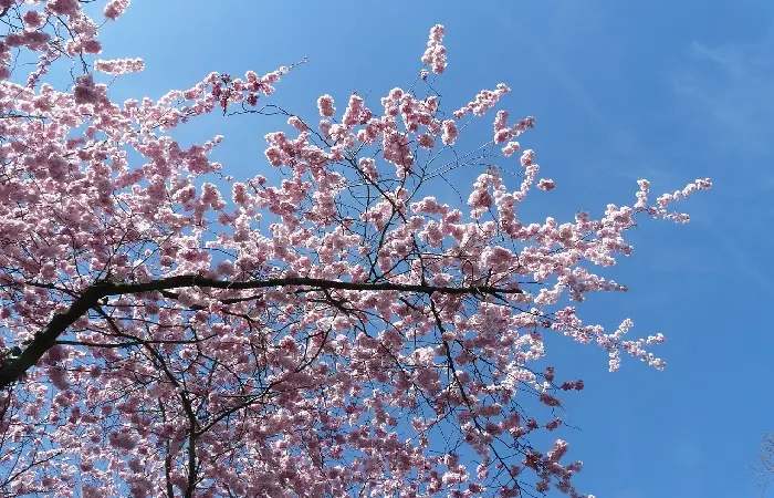 Fiori Prugne: Guida completa alla coltivazione e cura delle piante di susino europeo - Quanto dura una pianta di prugne fiori prugne - Quanto dura una pianta di prugne